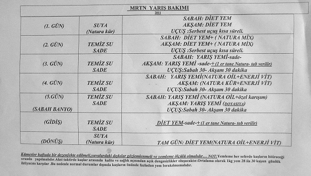 1-posta-guvercini-yarislari-haftalik-bakim-programi-resim