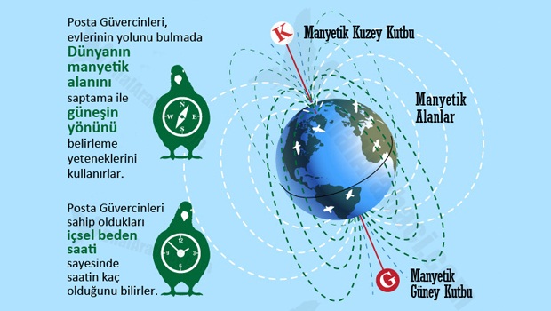 1-posta-guvercinleri-yollarini-nasil-bulurlar-resim