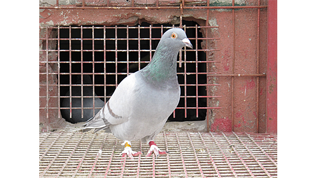 1-toz-paca-sekeri-renk-posta-guvercini-resim