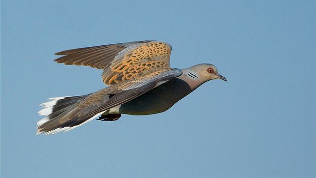 ARKive image ARK019460 - Turtle dove