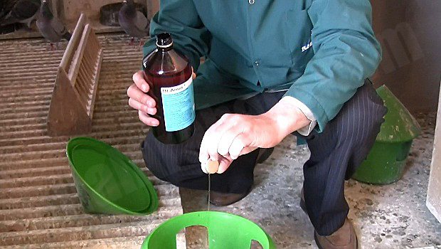 10-posta-guvercini-yarislari-2012-ilaclari-resim