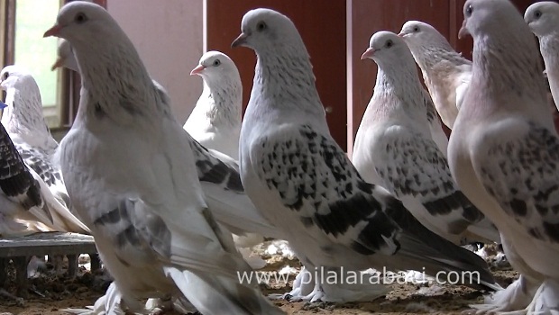 13-guvercinlere-fisildayan-adam-sebap-guvercinler-resim