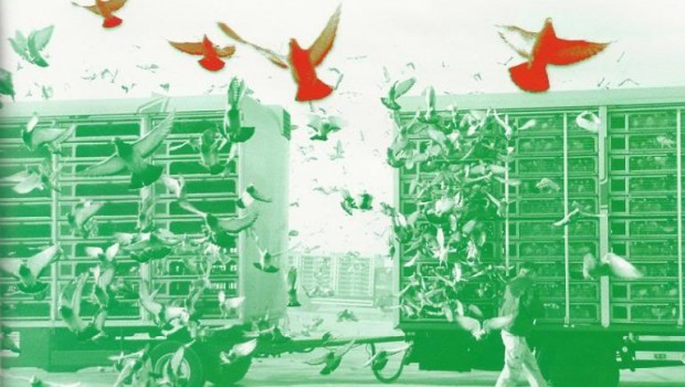 19-posta-guvercini-yarislari-2012-rohnfried-ilaclari-resim