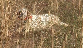 2-bildircin-avi-2014-sivas-kangal-setter-ferma-620-350-internet-resim