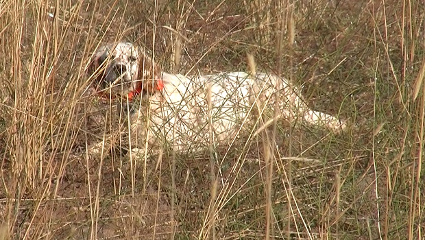 2-bildircin-avi-2014-sivas-kangal-setter-ferma-620-350-internet-resim