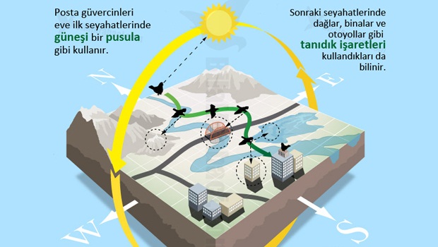 2-posta-guvercinleri-yonlerini-nasil-bulur-resim