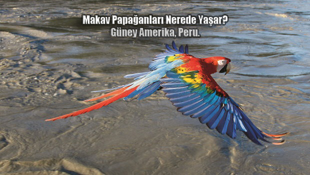 Makav Papağanları Nerede Yaşar? Güney Amerika ülkesi Peru.