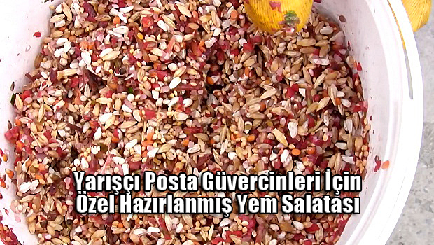 3-posta-guvercinleri-yarislar-icin-ozel-yem-resim