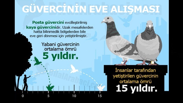 4-guvercinler-nasil-egitilir-alistirilir-kac-yil-sene-yasar-resim