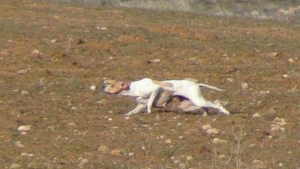 4-ingiliz-pointer-av-kopekleri-keklik-avi-ferma-linda-resim