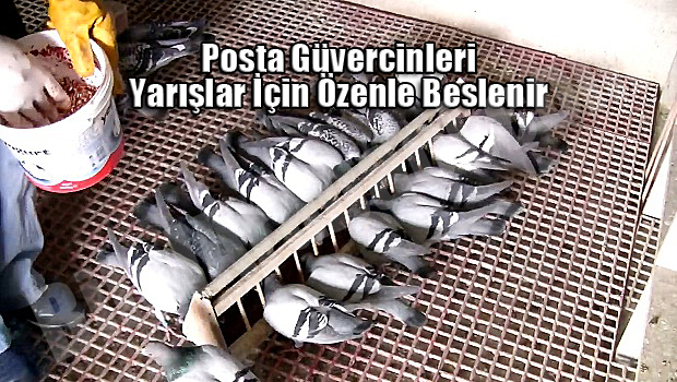 4-posta-guvercinleri-yarislar-icin-ozenle-beslenir-resim