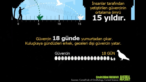 5-guvercinler-kac-gunde-yumurtadan-cikar-resim