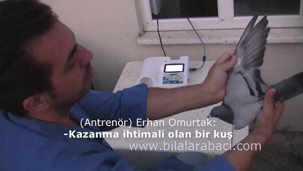 5-guvercinlere-fisildayan-adam-ortak-kumes-posta-guvercini-yarislari-resim