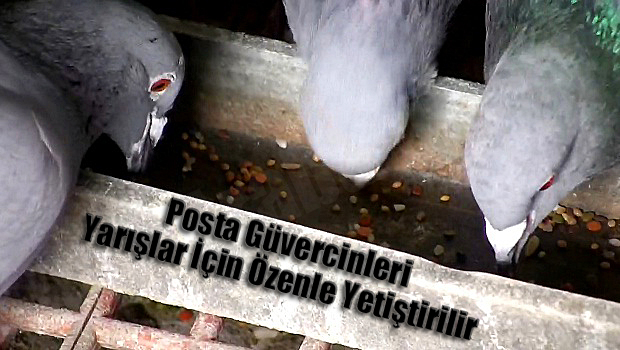 6-posta-guvercinleri-ne-yer-resim