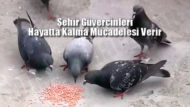 7-yabani-guvercinler-ne-yer-resim