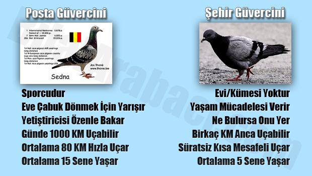 8-posta-guvercini-ile-sehir-guvercini-arasindaki-fark-nedir-resim