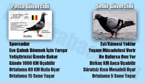8-posta-guvercini-ile-sehir-guvercini-arasindaki-fark-nedir-resim