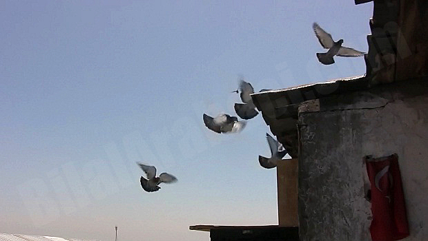 9-posta-guvercini-yarislari-2012-guvercinler-resim