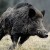 domuz-avi-wild-boar-fever-7-620-350