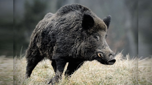 domuz-avi-wild-boar-fever-7-620-350
