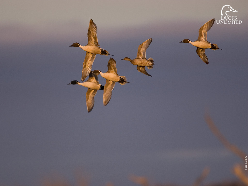 ducks-unlimited-avci-cagrisi