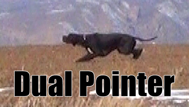 keklik-avi-2013-pointer-ferma-1-project-620-350