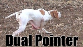 keklik-avi-2013-pointer-ferma-2-resim-620-350