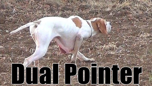 keklik-avi-2013-pointer-ferma-2-resim-620-350
