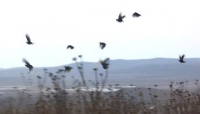 keklik-avi-2015-ankara-haymana-620-350