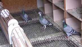 posta-guvercini-yarislari-2014-internet-resim