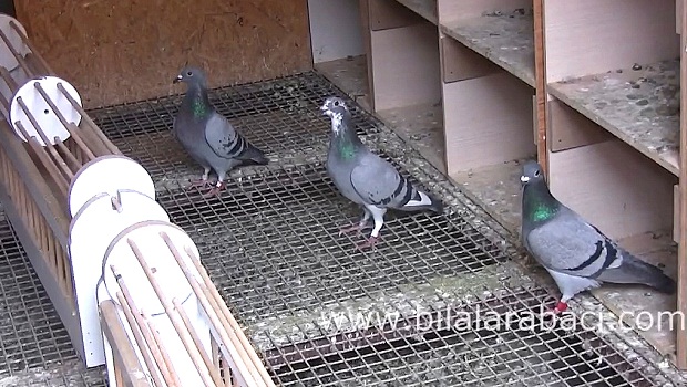 posta-guvercini-yarislari-2014-internet-resim