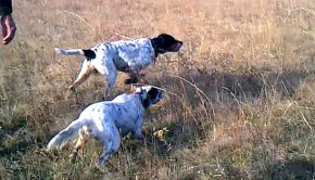 setter-ferma-video-resim
